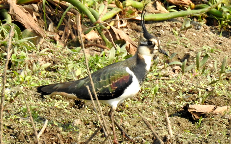 Northern Lapwing